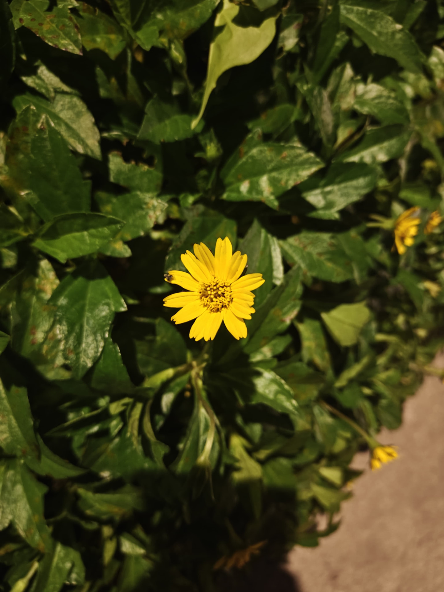 Daisy