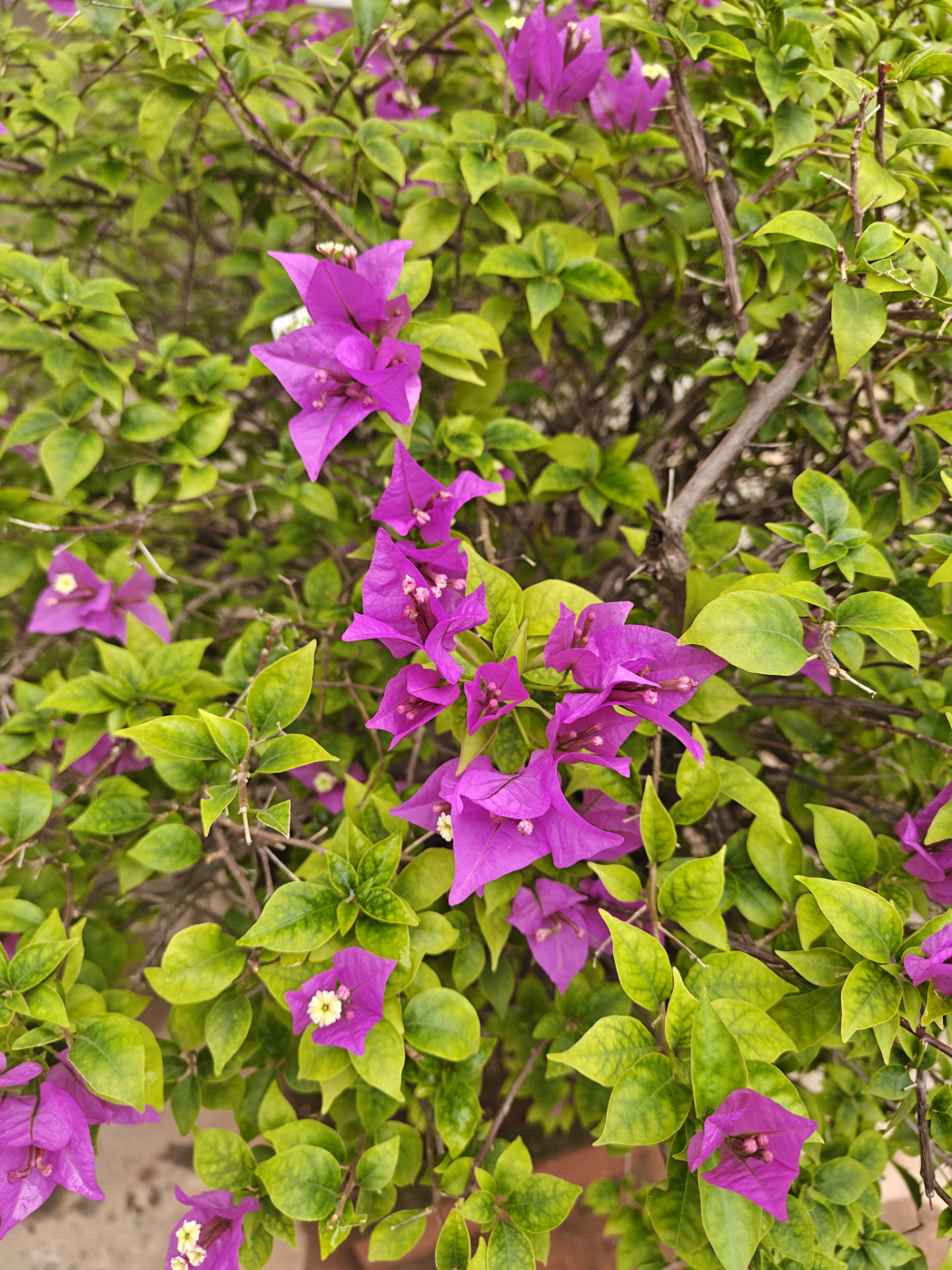 Bougainvillea