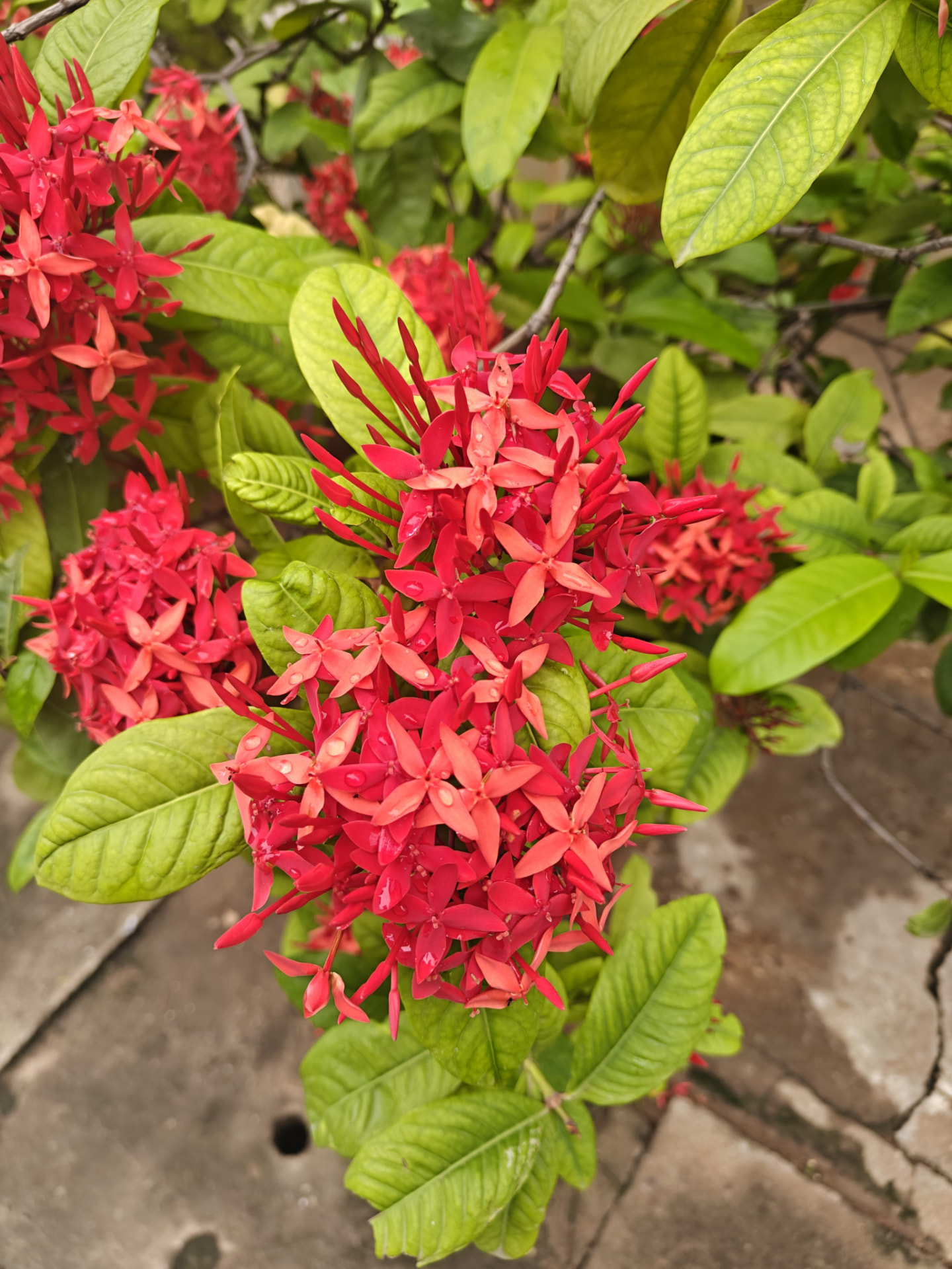 Red Ixora