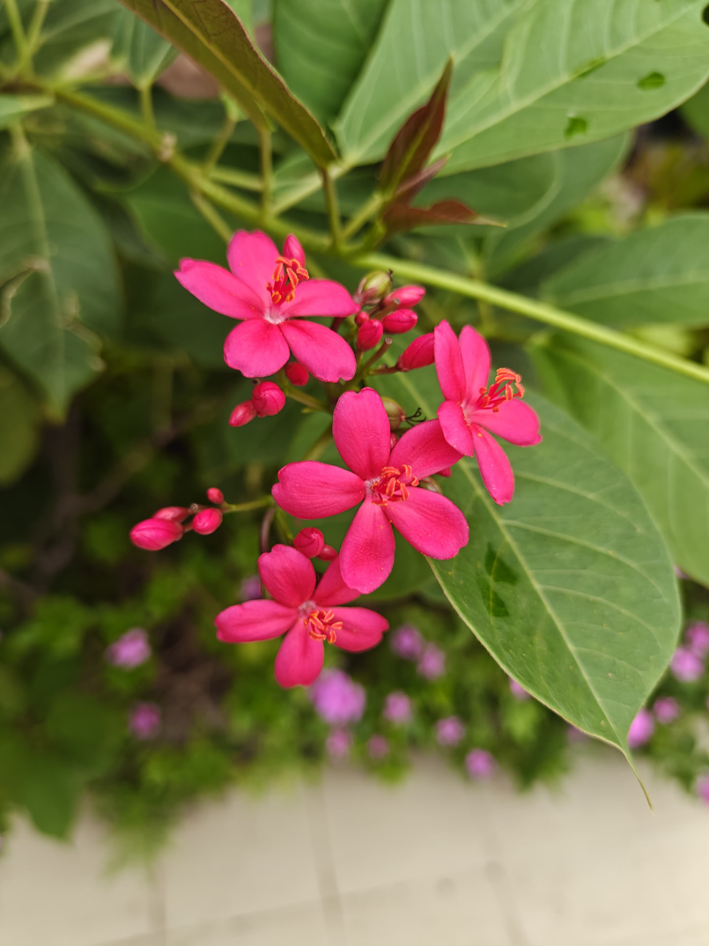 Jatropha