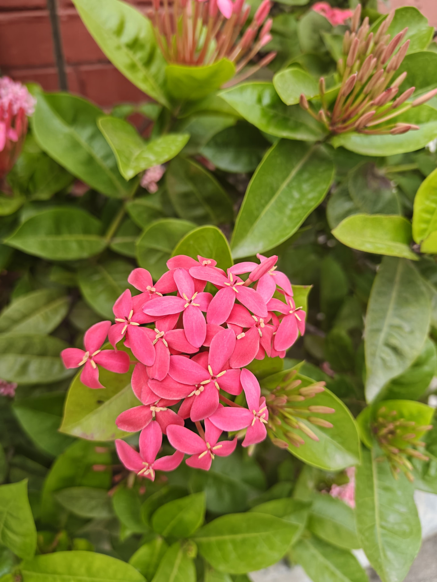 Pink Ixora