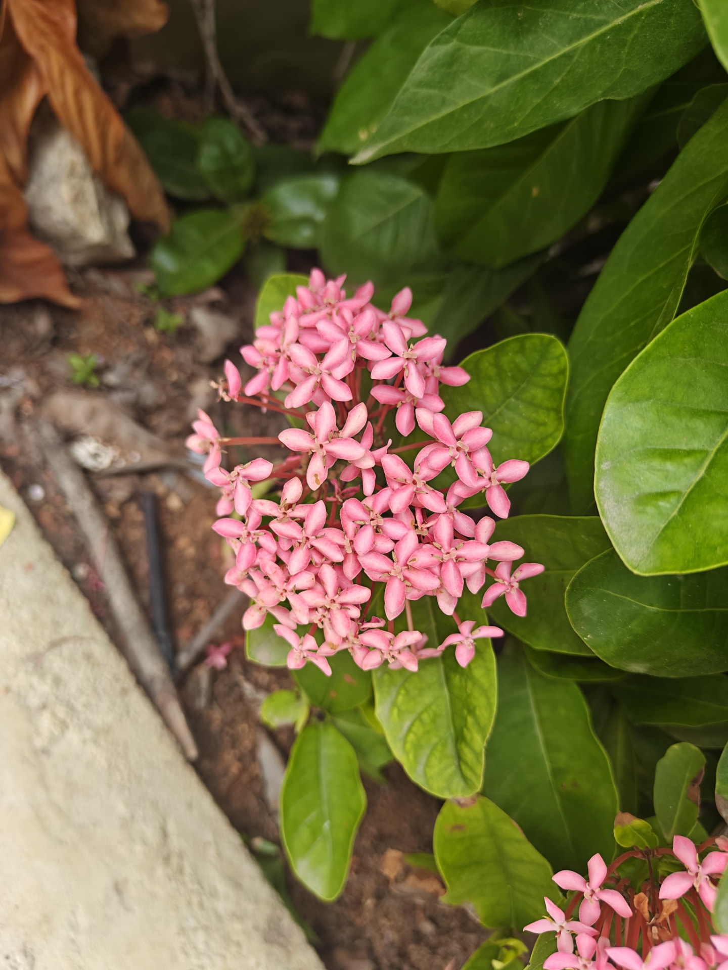 Pale Ixora