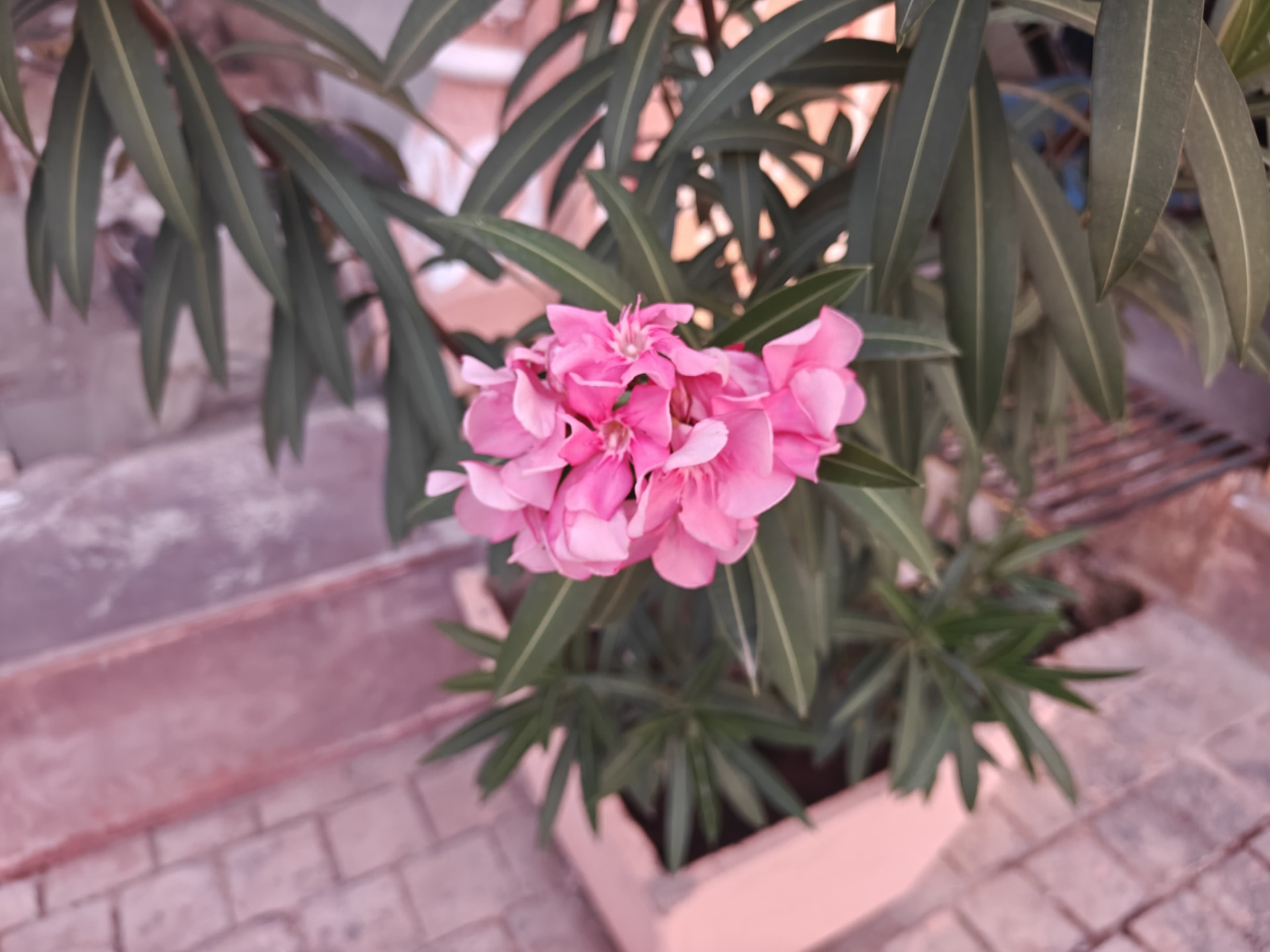 Oleander