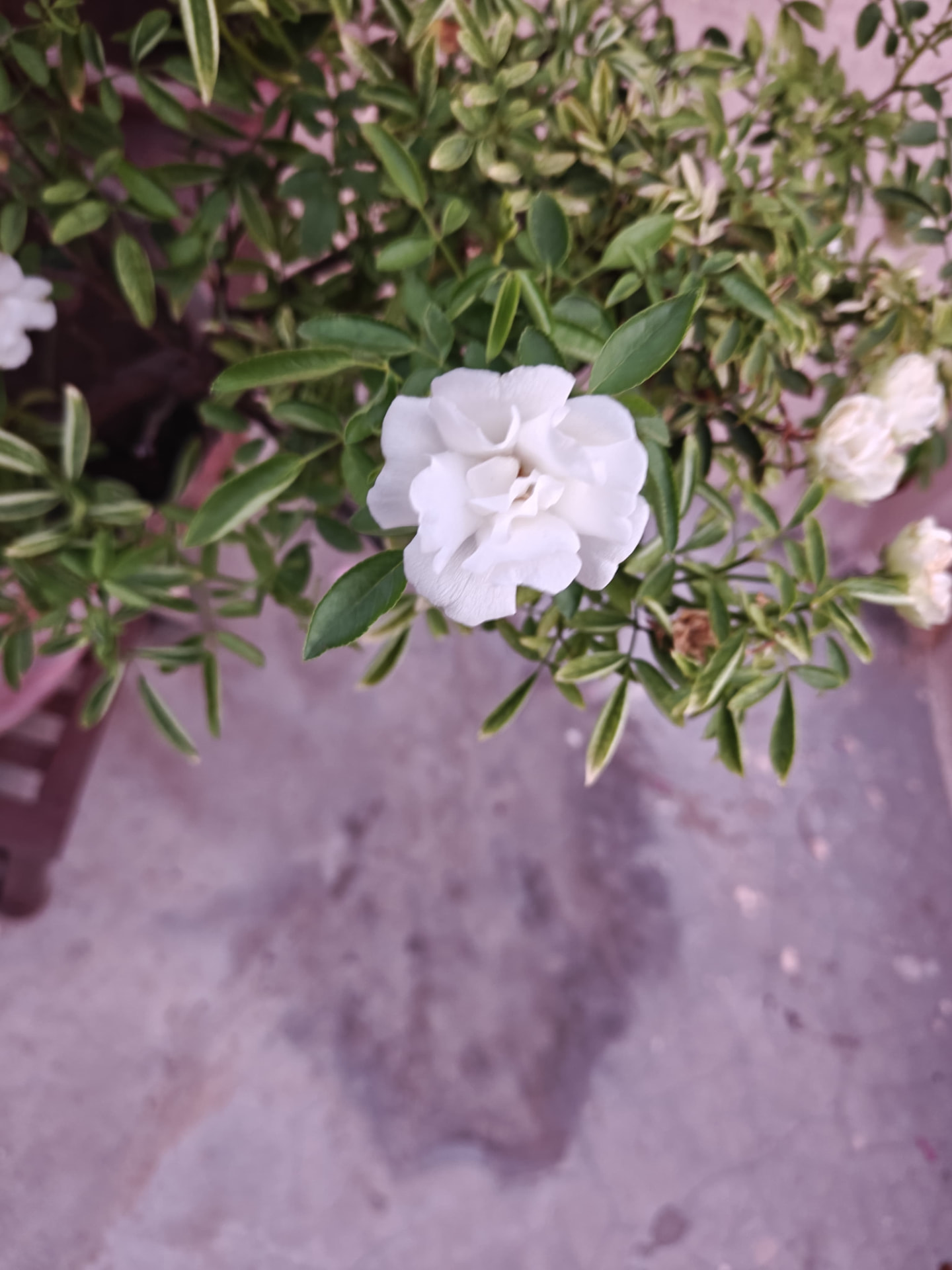 White Rose