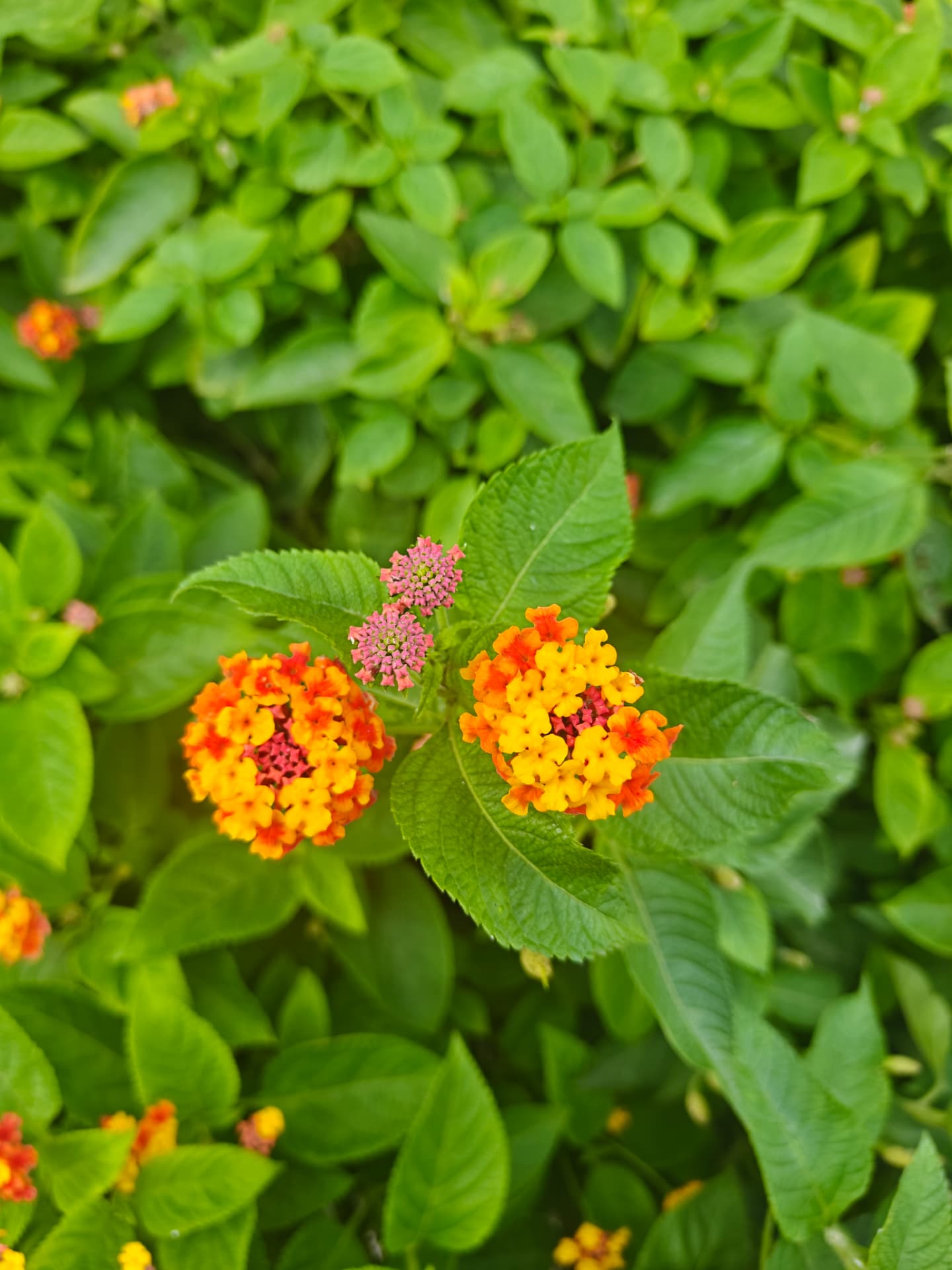 Lantana