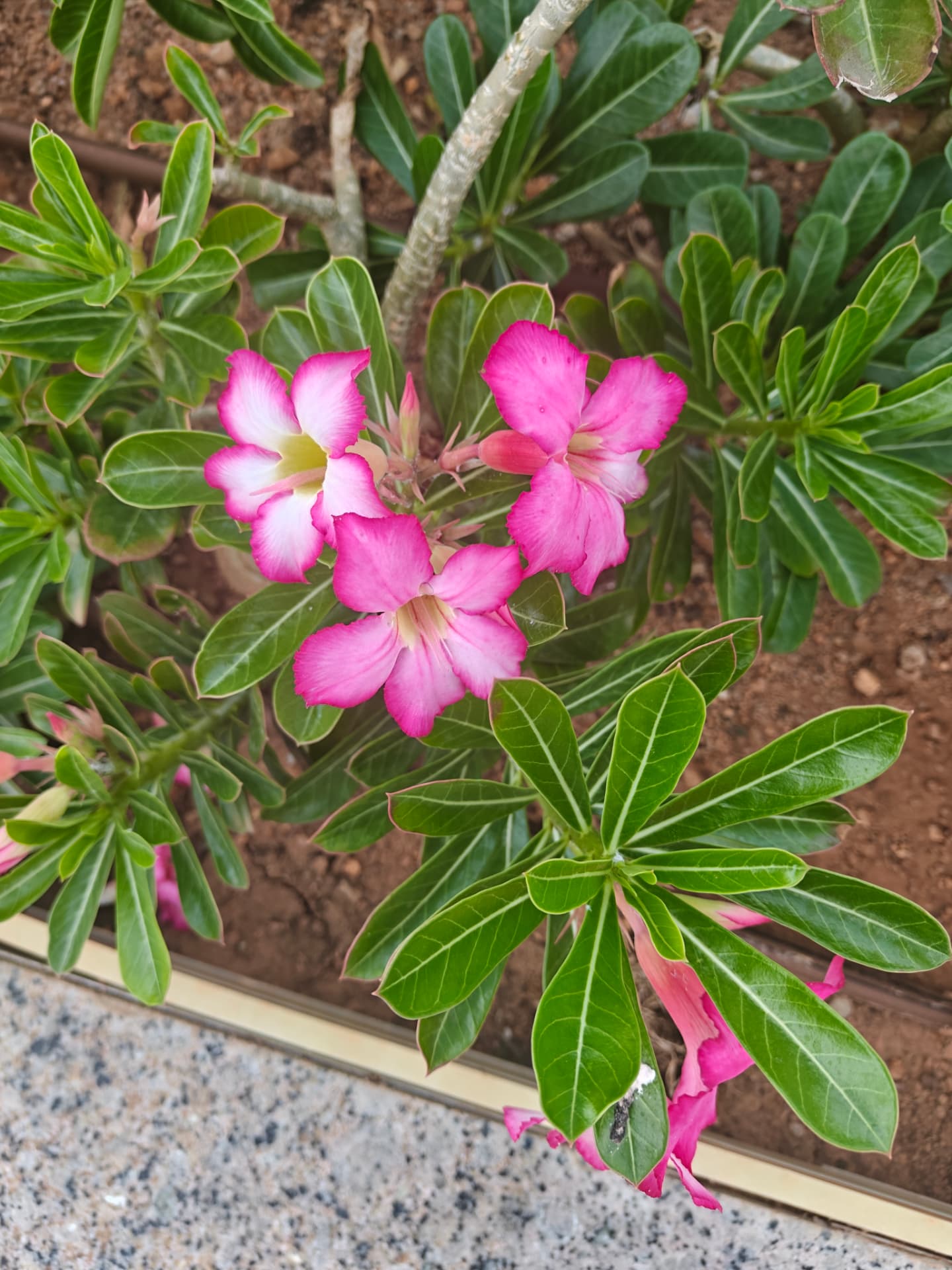 Desert Rose