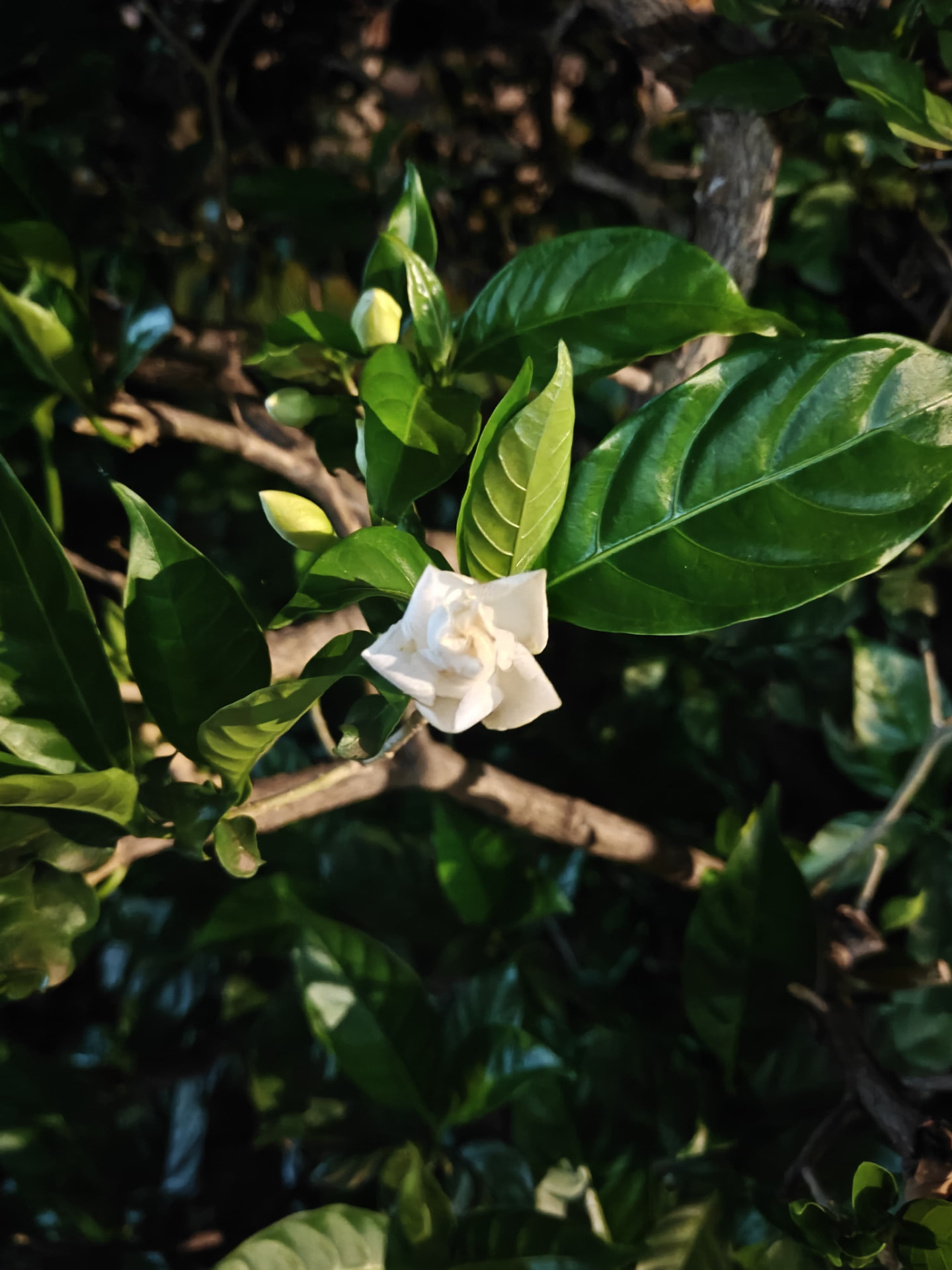 Gardenia