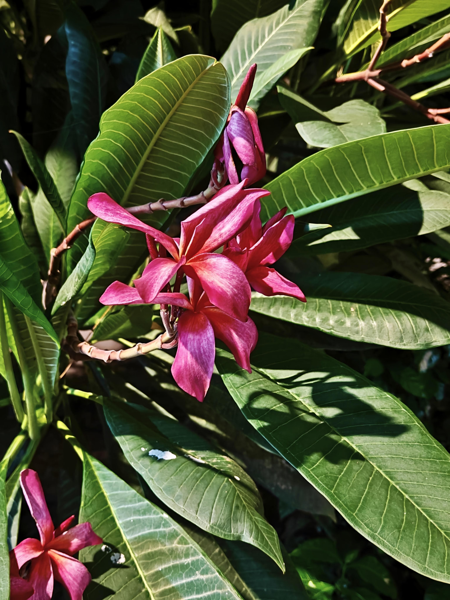 Plumeria
