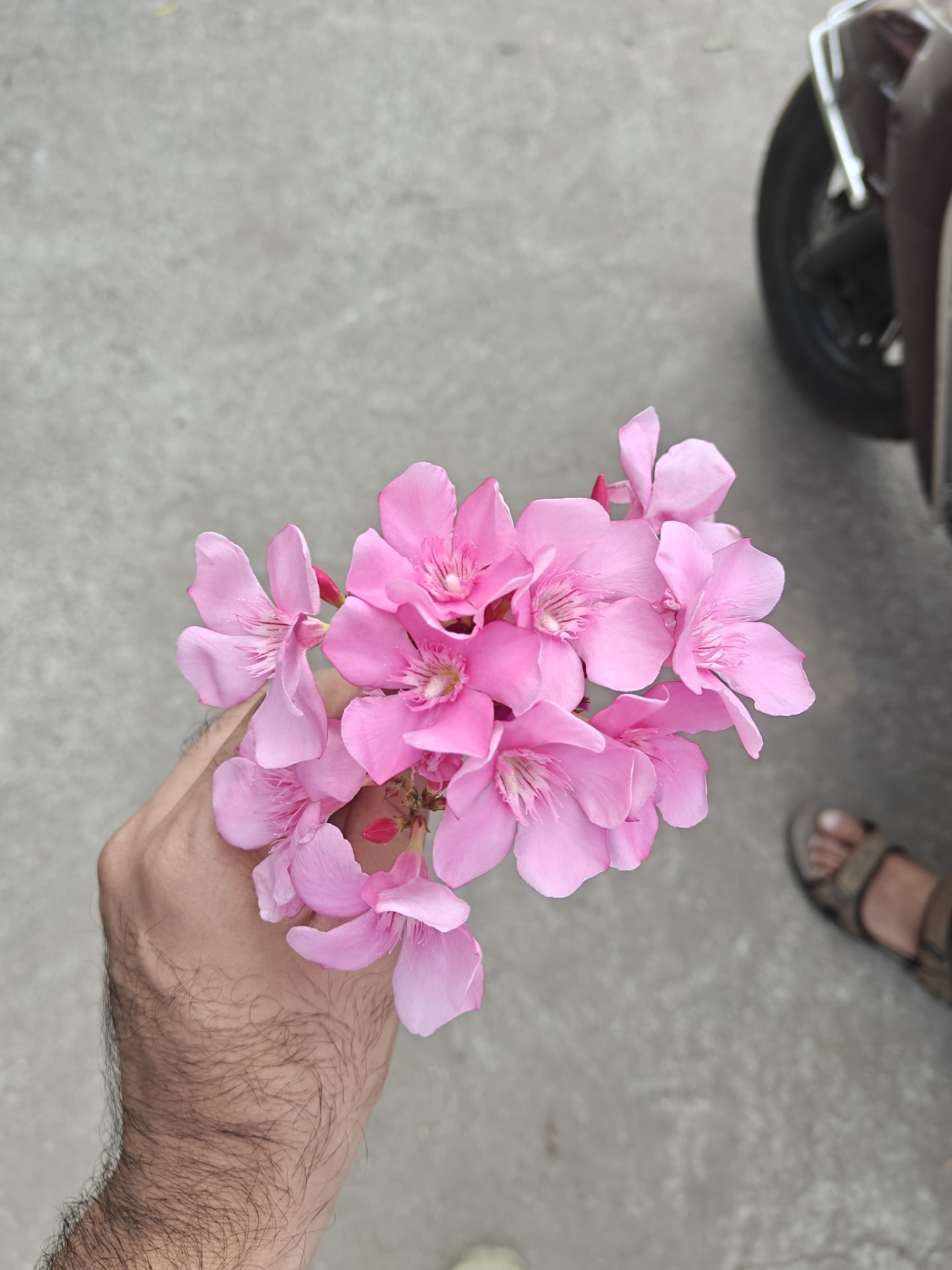 Oleander